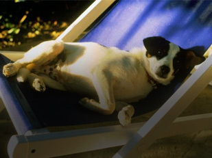 Urlaub mit dem Hund am Gardasee