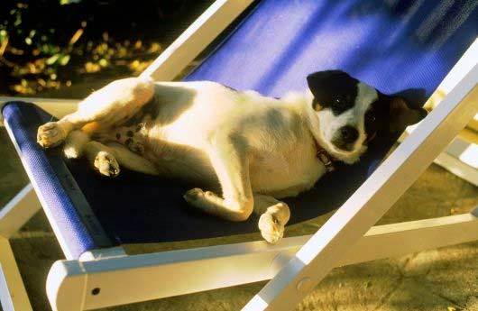 Urlaub mit dem Hund am Gardasee