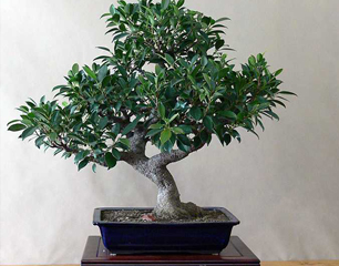 Arcobonsai - Arco