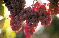 Weintrauben am Gardasee