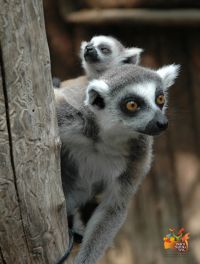 Lemure im Parco Natura Viva