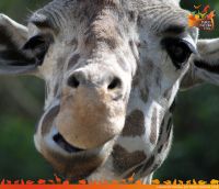 Giraffe im Parco Natura Viva Giraffe im Parco Natura Viva