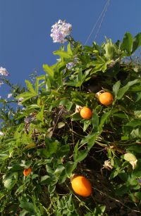 Zitronenbaum am Gardasee