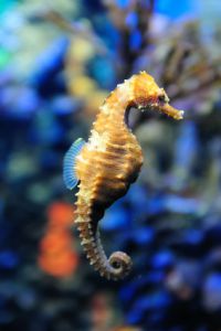 Seepferdchen im Sealife Aquarium Seepferdchen im Sealife Aquarium