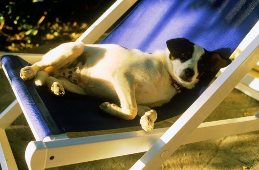 Hund im Liegestuhl Hund im Liegestuhl