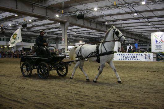 Pferdemesse Fieracavalli